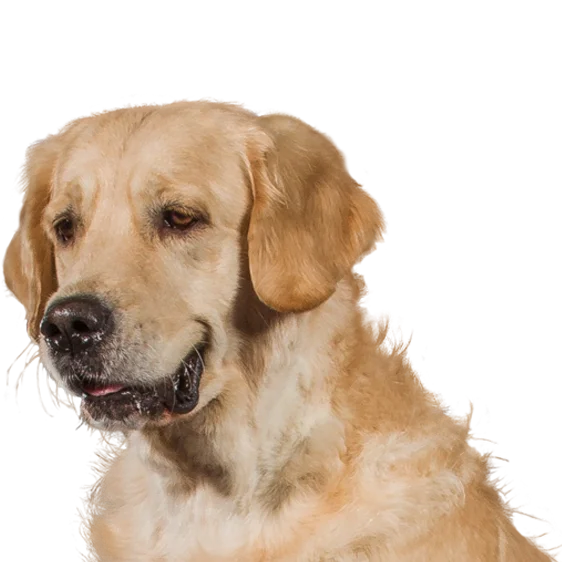 Golden Retriever Societe Centrale Canine