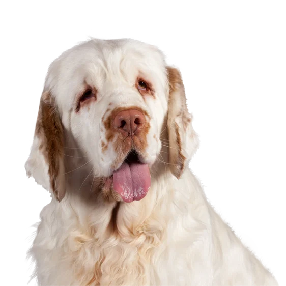 Chien clumber shop