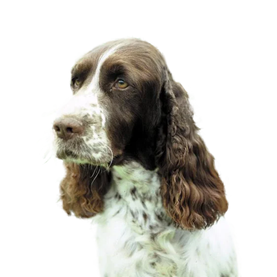 English Springer Spaniel Societe Centrale Canine
