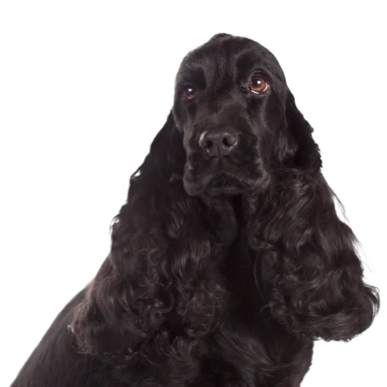 Cocker Spaniel Anglais Societe Centrale Canine Cocker Spaniel Anglais Societe Centrale Canine