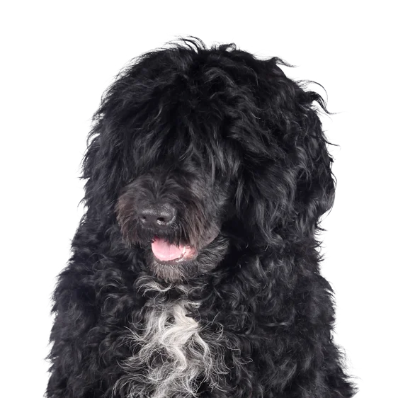 Chien D Eau Portugais Societe Centrale Canine