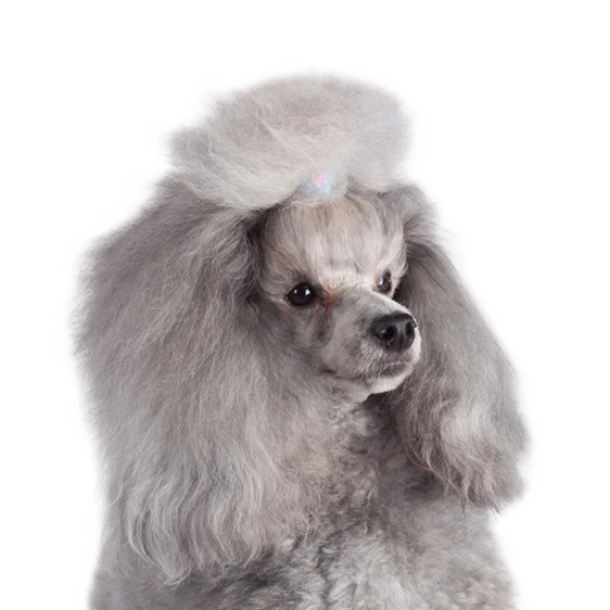 Caniche Societe Centrale Canine Caniche Societe Centrale Canine