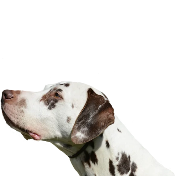 Dalmatien Societe Centrale Canine