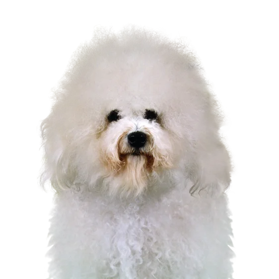 Bichon A Poil Frise Societe Centrale Canine