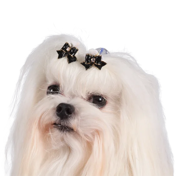 Bichon Maltais Bichon Maltais Race De Chien De Compagnie Societe Centrale Canine Bichon Maltais Bichon Maltais Race De Chien De Compagnie Societe Centrale Canine