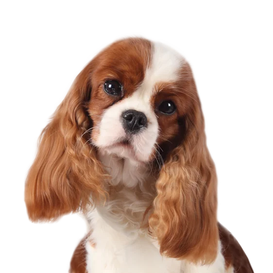 Cavalier King Charles Societe Centrale Canine Cavalier King Charles Societe Centrale Canine