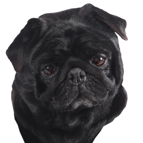 Carlin Societe Centrale Canine