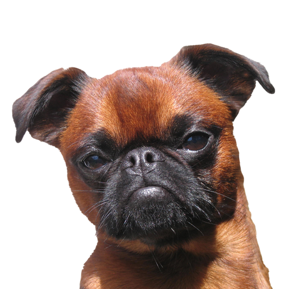 Petit Brabancon Société Centrale Canine