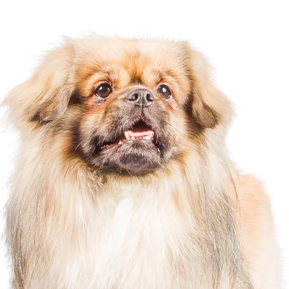 Epagneul Tibetain Societe Centrale Canine