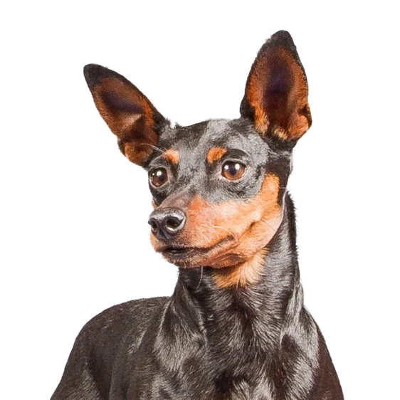 Pinscher Nain Societe Centrale Canine