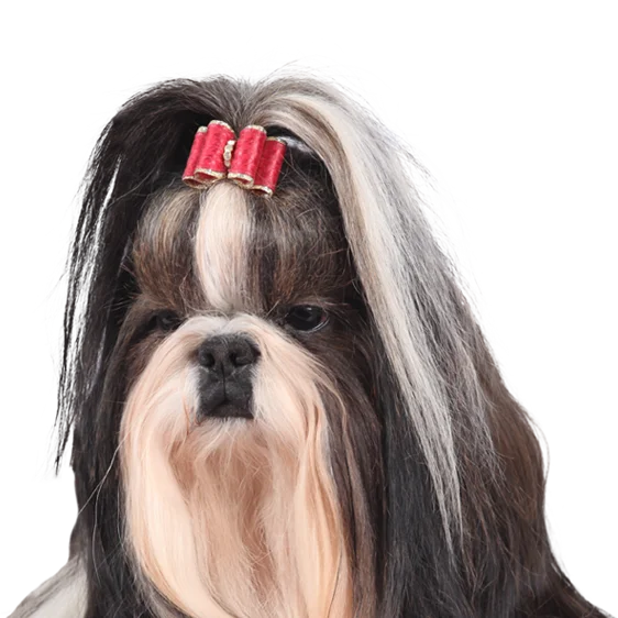 shih tzu noir et blanc adulte