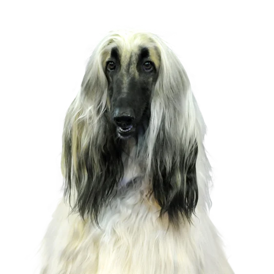 Levrier Afghan Societe Centrale Canine Levrier Afghan Societe Centrale Canine