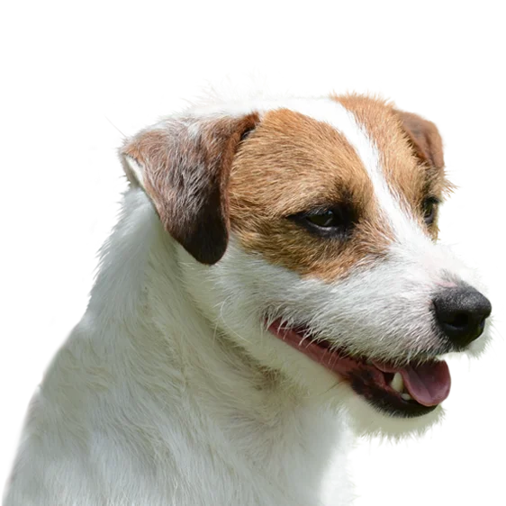 Terrier Jack Russell Societe Centrale Canine Terrier Jack Russell Societe Centrale Canine