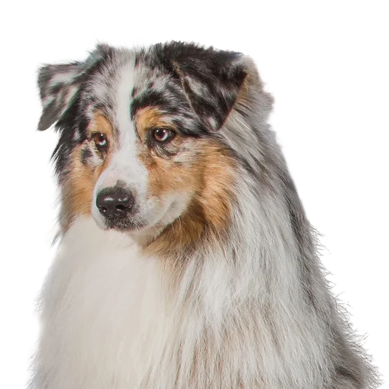 Berger Australien Societe Centrale Canine
