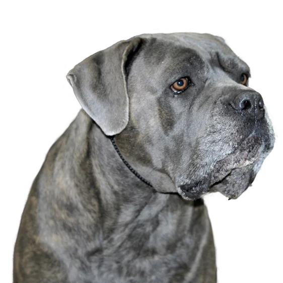 Chien De Cour Italien Societe Centrale Canine