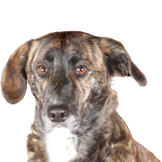 Cursinu Societe Centrale Canine Cursinu Societe Centrale Canine