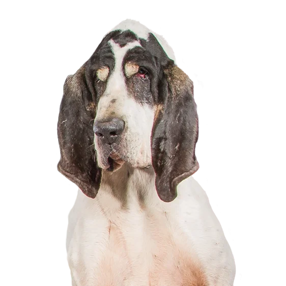 Gascon saintongeois Societe Centrale Canine