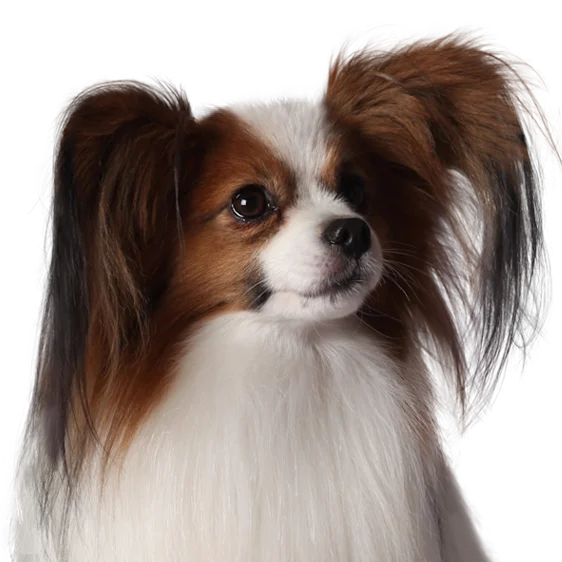 Epagneul Nain Continental Societe Centrale Canine Epagneul Nain Continental Societe Centrale Canine