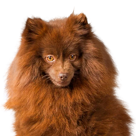 Spitz Allemand Le Spitz Loup Ou Loulou De Pomeranie Une Des Races De Chien De Compagnie Les Plus Connues