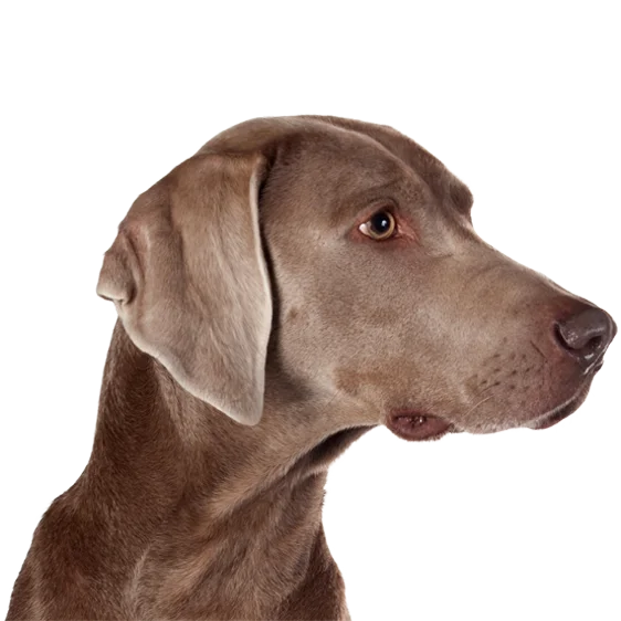 Braque De Weimar Societe Centrale Canine