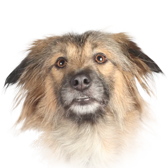 Berger Des Pyrenees A Face Rase Societe Centrale Canine