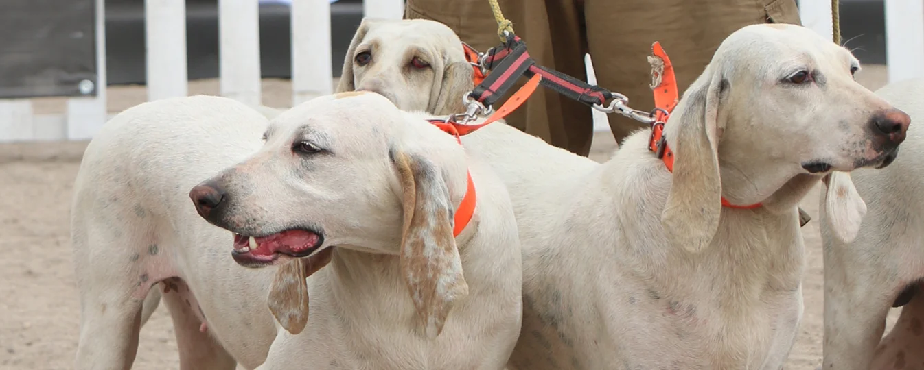 chiens reproducteurs inhumains