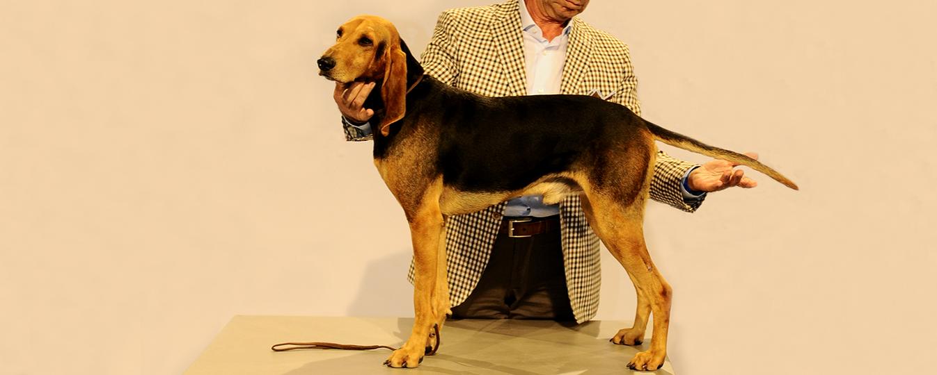 Chien Courant Italien A Poil Ras Société Centrale Canine