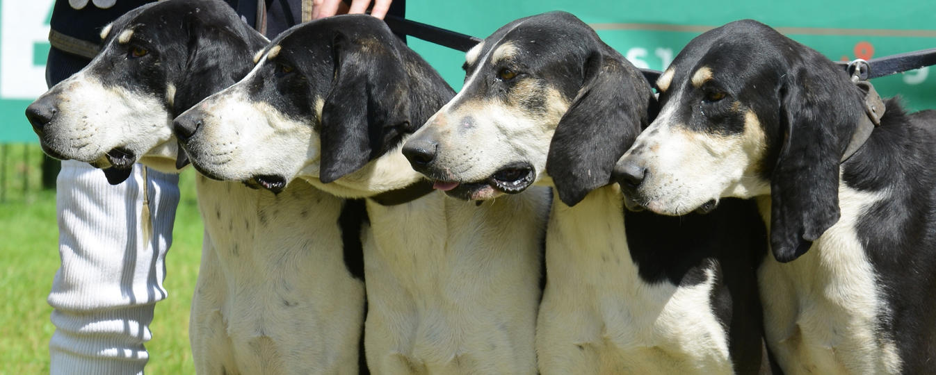 Francais Blanc Et Noir Société Centrale Canine