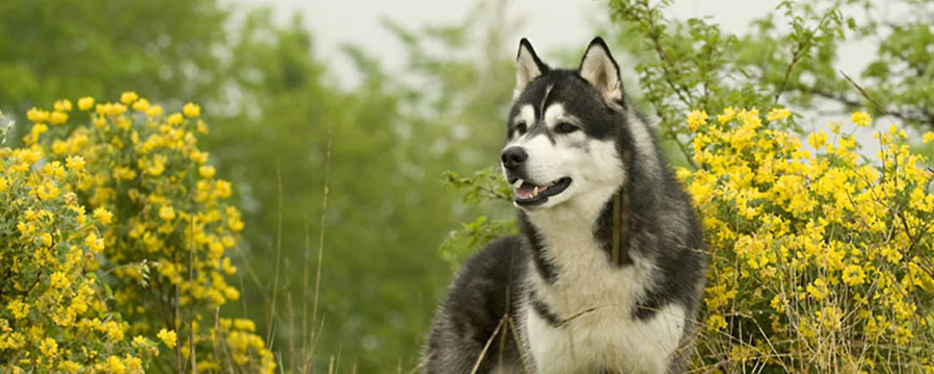 Husky Siberien Caractere Et Education Sante Et Entretien Prix