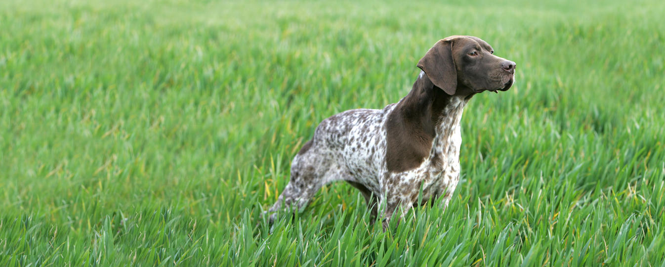 Braque Francais Type Pyrenees Société Centrale Canine