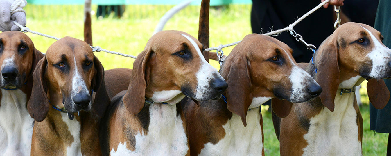 Poitevin Société Centrale Canine