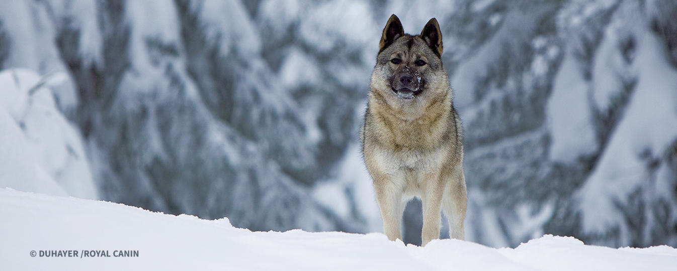 Chien Delan Norvegien Gris Société Centrale Canine