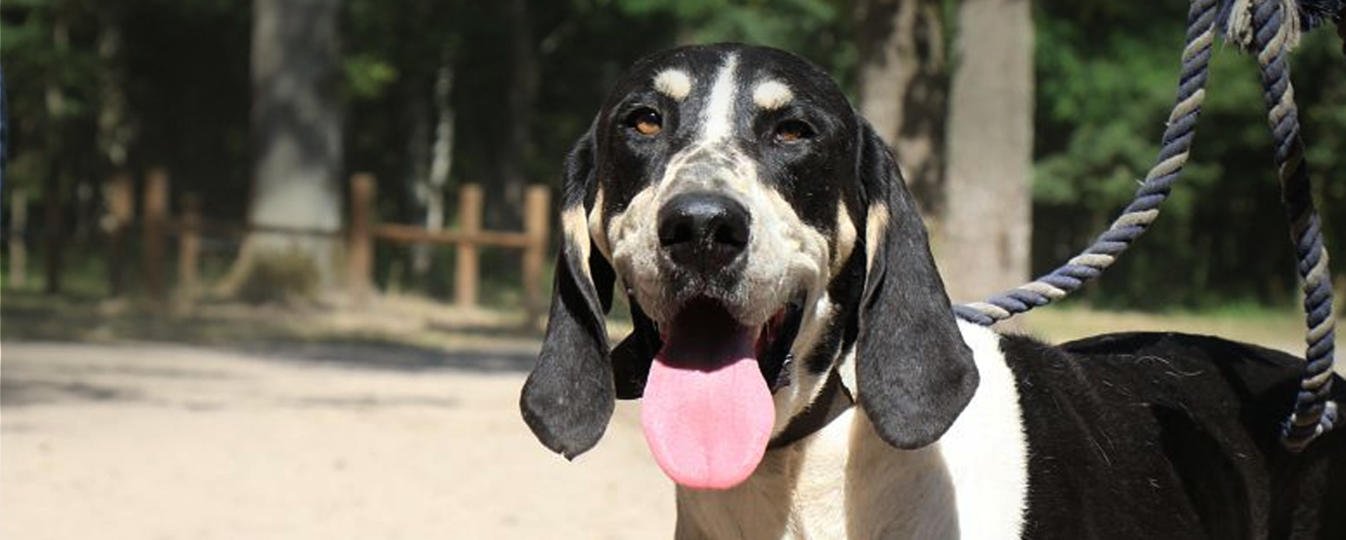 Grand Anglo Francais Blanc Et Noir Société Centrale Canine