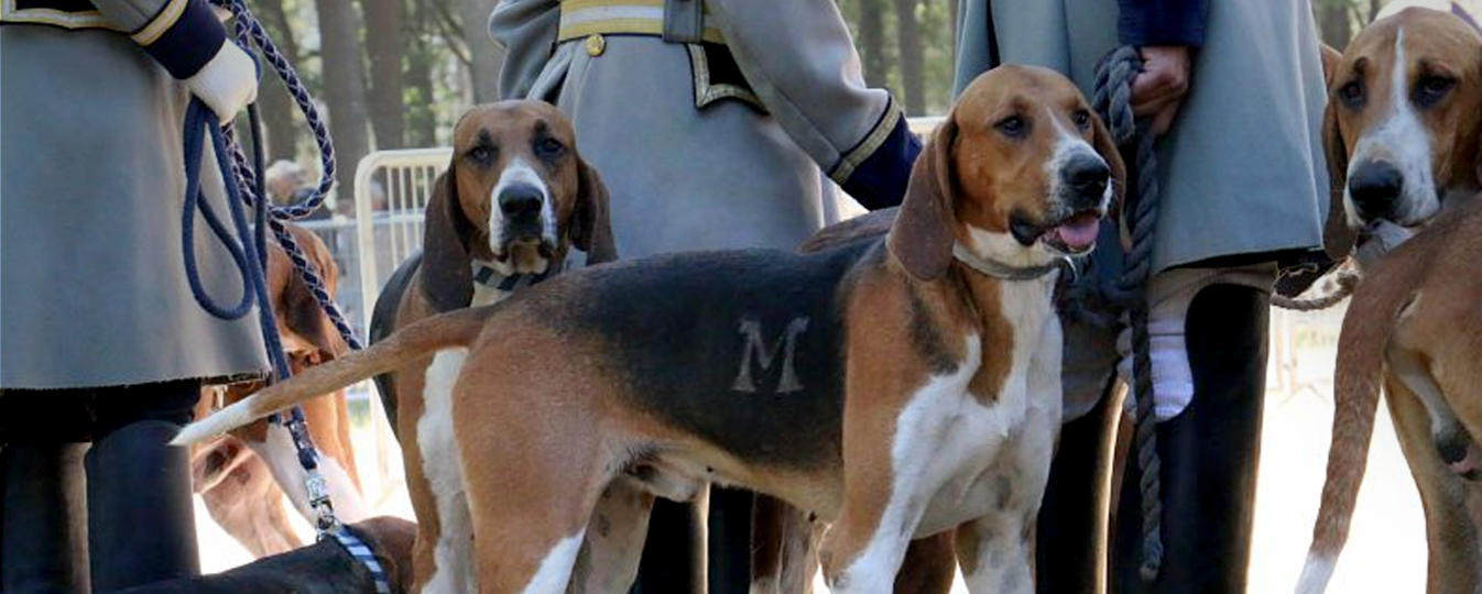 Grand Anglo Francais Tricolore Societe Centrale Canine