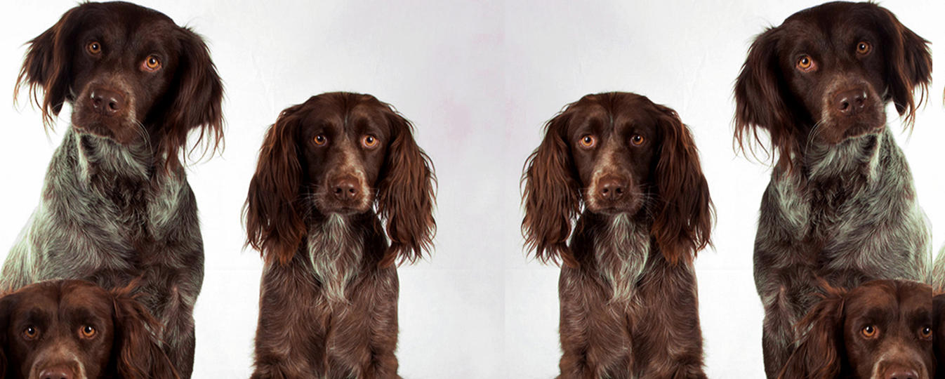 Epagneul De Saint Usuge Société Centrale Canine