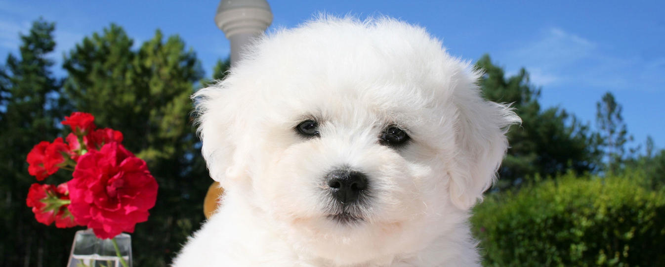 Bichon A Poil Frise Société Centrale Canine