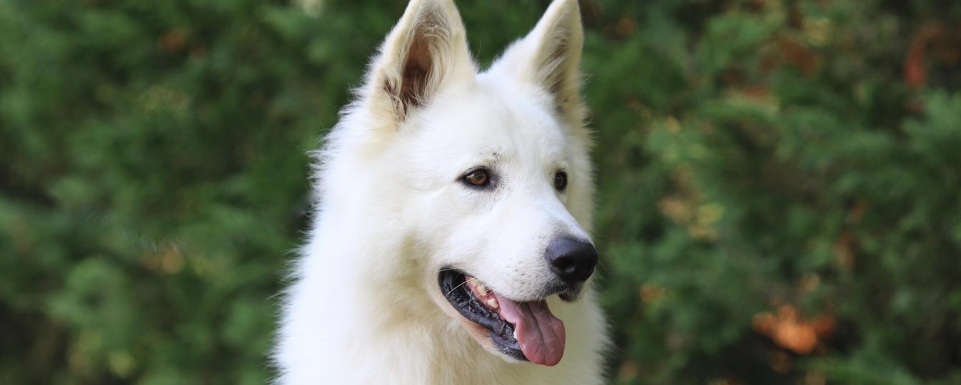 Berger Blanc Suisse Société Centrale Canine