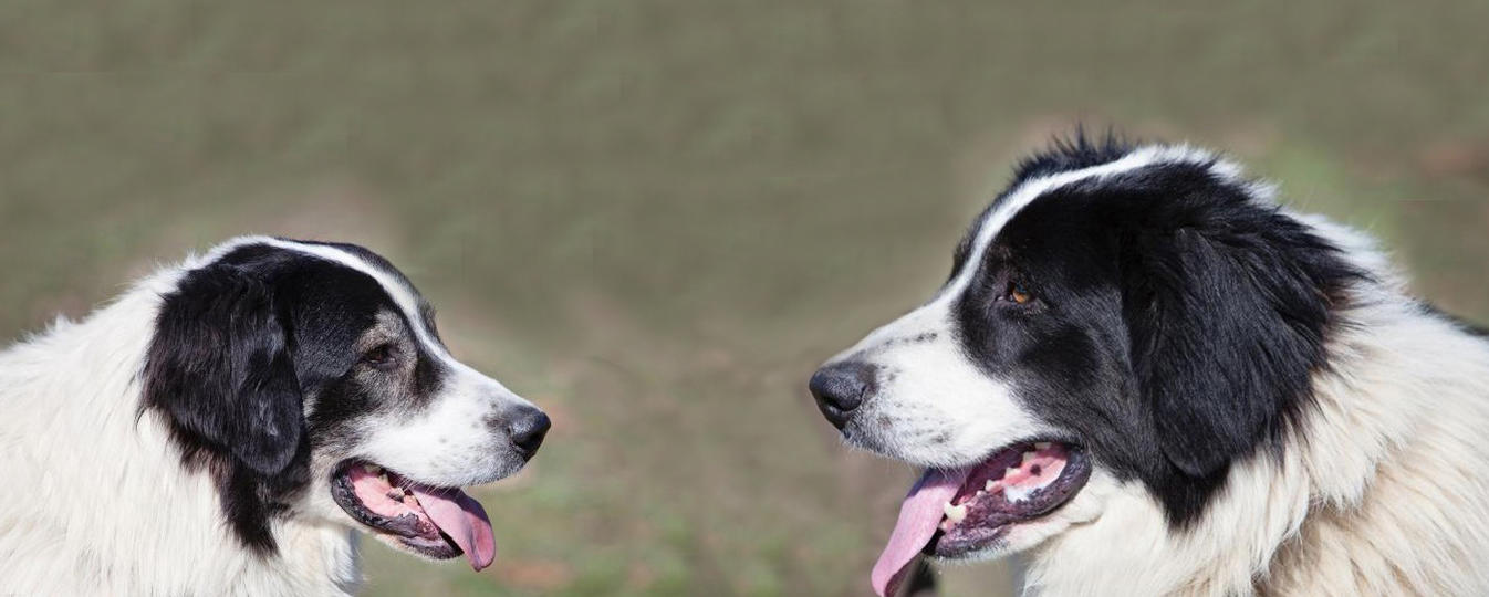 Chien De Berger Roumain De Bucovine Société Centrale Canine