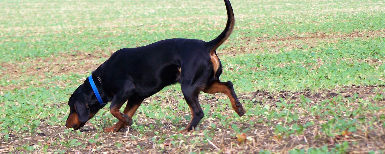 Chien Courant Slovaque Société Centrale Canine