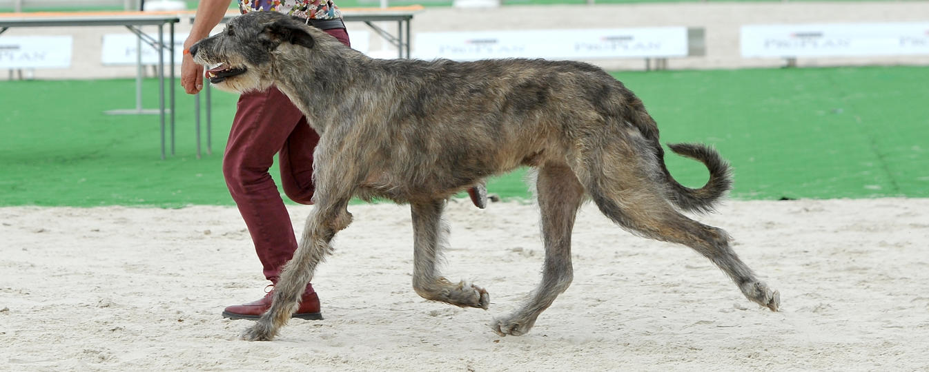 Levrier Irlandais Société Centrale Canine