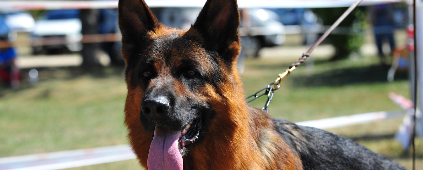 Berger Allemand Société Centrale Canine