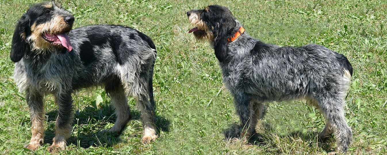 Griffon Bleu De Gascogne Société Centrale Canine