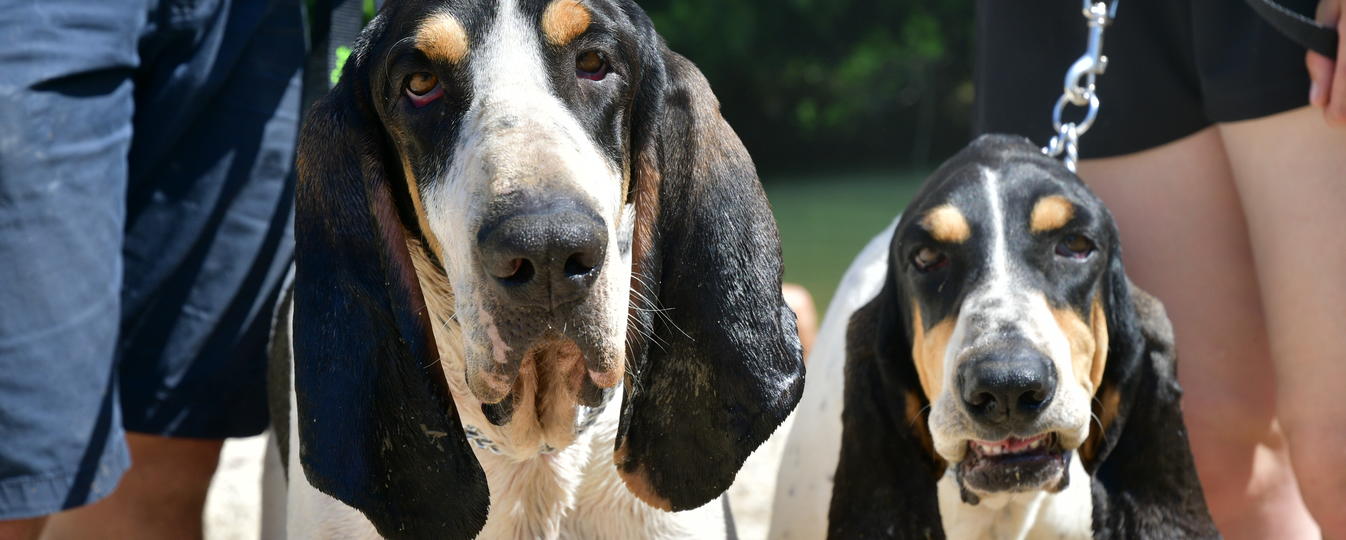 Gascon Saintongeois Société Centrale Canine