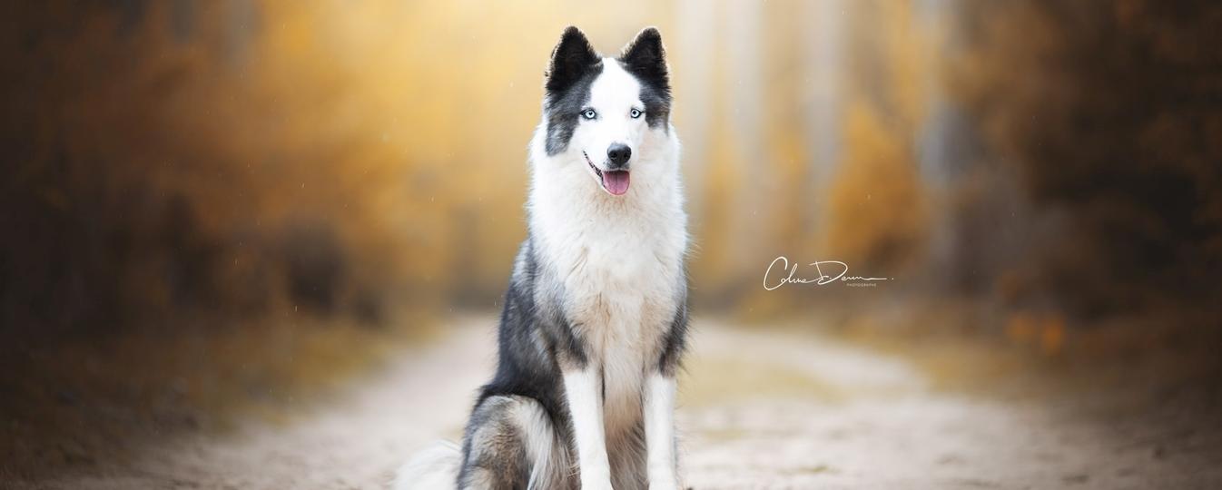 Laika De Iakoutie Société Centrale Canine