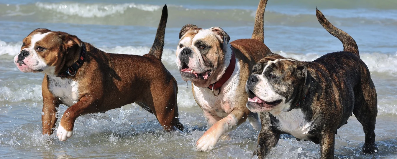 Bulldog Continental Societe Centrale Canine