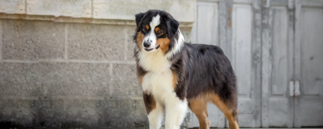 Fiche De Race Des Bergers Australiens Noir Tricolore Bleu Merle Rouge Tricolore Et Rouge Merle La Race De Chien Berger Australien N Est Pas Un Chiens De Berger D Australie
