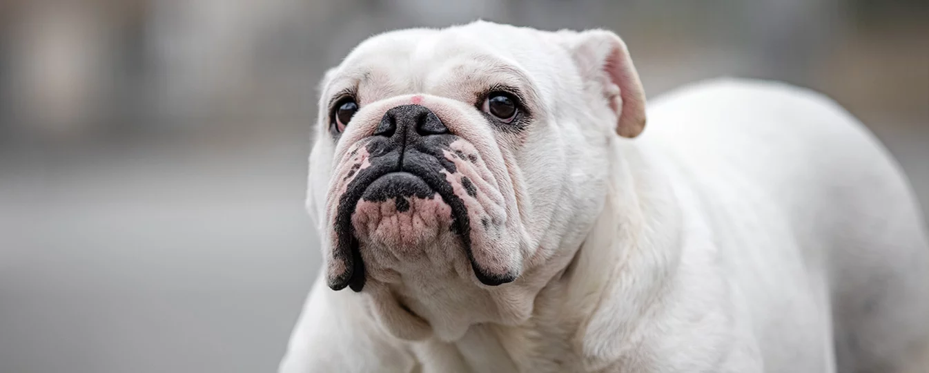 Bulldog  Race de chien de compagnie créée par les éleveurs anglais d'une  bonne espérance de vie