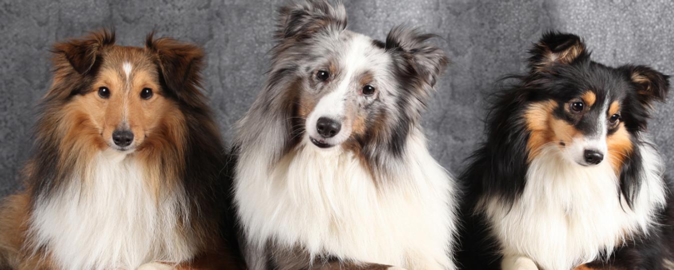 Chien De Berger Des Shetland Societe Centrale Canine