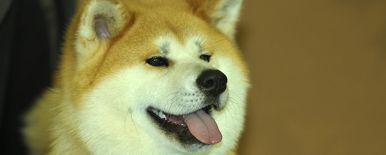 Akita Societe Centrale Canine