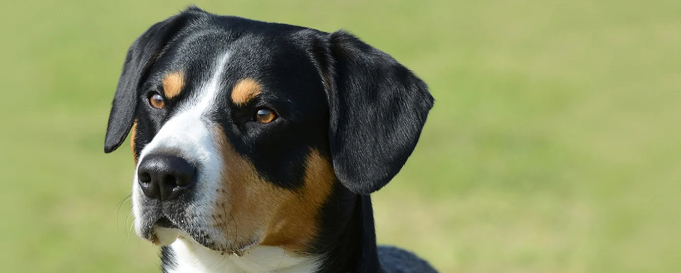 Bouvier De L Entlebuch Societe Centrale Canine